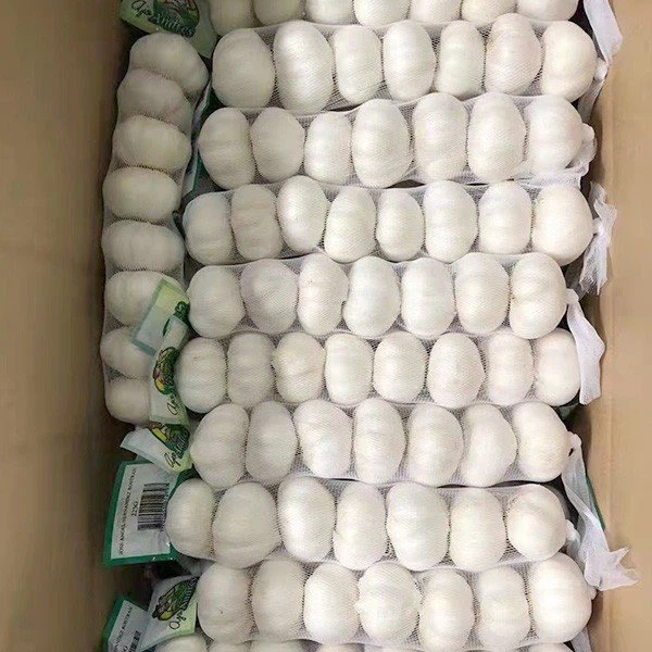 organic snow white garlic